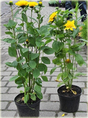 Słonecznik bylinowy Helianthus
