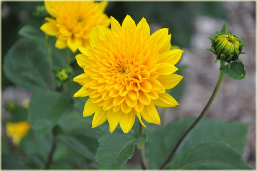 Słonecznik Sunshine Daydream Helianthus x multiflorus
