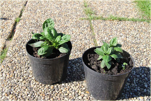 Słonecznik Sunshine Daydream Helianthus x multiflorus
