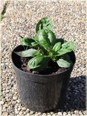 Słonecznik Sunshine Daydream Helianthus x multiflorus
