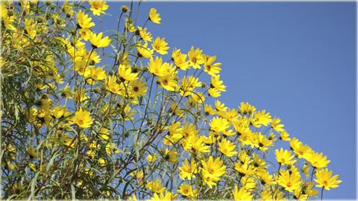 Słonecznik wierzbolistny Helianthus salicifolius
