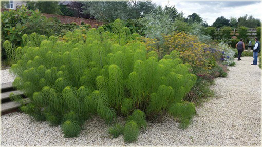 Słonecznik wierzbolistny Helianthus salicifolius
