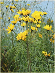 Słonecznik wierzbolistny Helianthus salicifolius
