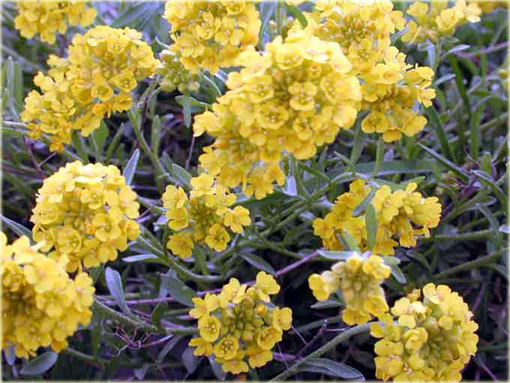 Smagliczka górska Alyssum montanum