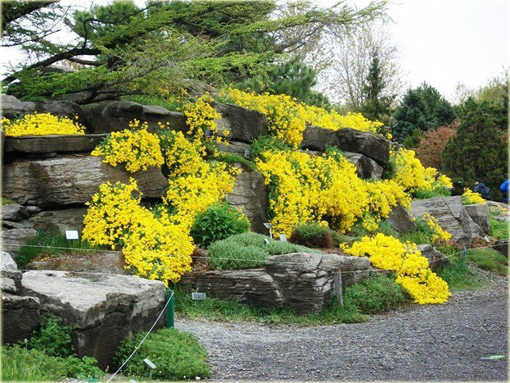 Smagliczka górska Alyssum montanum