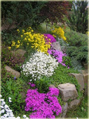 Smagliczka górska Alyssum montanum
