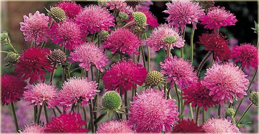 Świerzbnica macedońska Melton Pastels Knautia macedonica