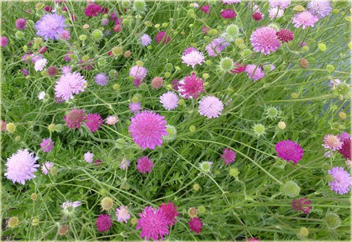 Świerzbnica macedońska Melton Pastels Knautia macedonica