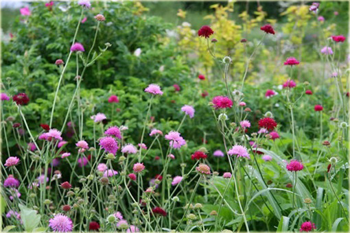 Świerzbnica macedońska Melton Pastels Knautia macedonica