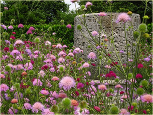 Świerzbnica macedońska Melton Pastels Knautia macedonica
