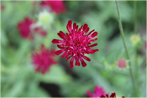 Świerzbnica macedońska Melton Pastels Knautia macedonica