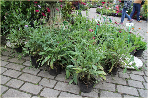 Świerzbnica macedońska Melton Pastels Knautia macedonica