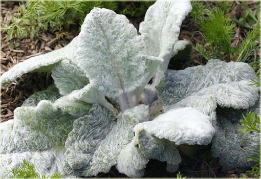 Szałwia srebrna Artemis Salvia argentea
