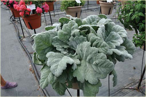 Szałwia srebrna Artemis Salvia argentea
