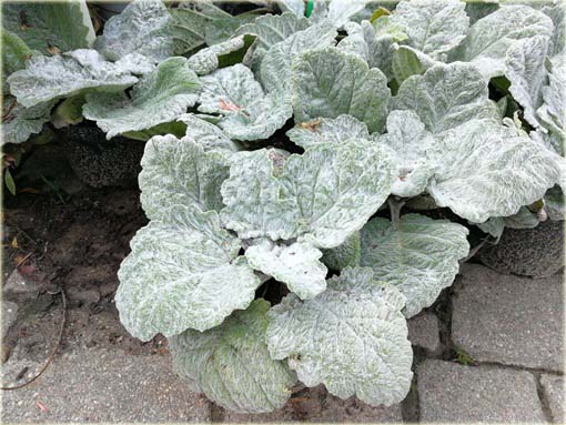 Szałwia srebrna Artemis Salvia argentea
