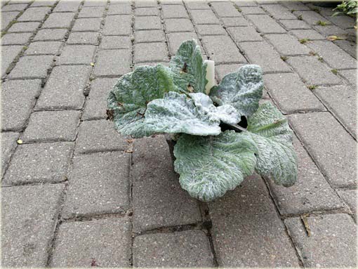 Szałwia srebrna Artemis Salvia argentea
