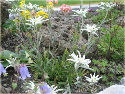 Szarotka alpejska Leontopodium alpinum