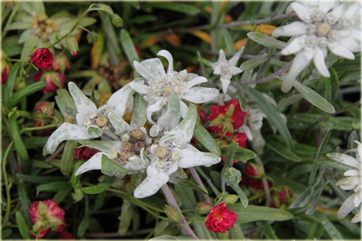 Szarotka alpejska Leontopodium alpinum