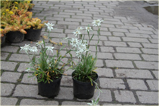 Szarotka alpejska Leontopodium alpinum