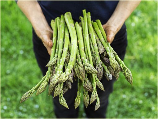 Szparag Gijnlim Asparagus