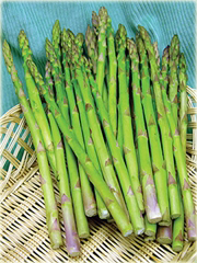 Szparag Gijnlim Asparagus
