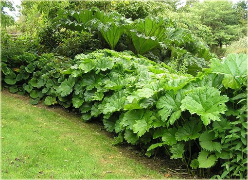 Tarczownica tarczowata Darmera peltata