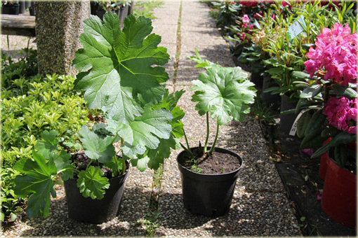 Tarczownica tarczowata Darmera peltata