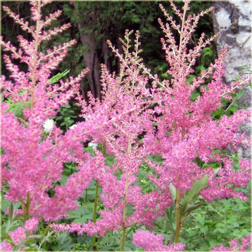Tawułka Astilbe arendsii