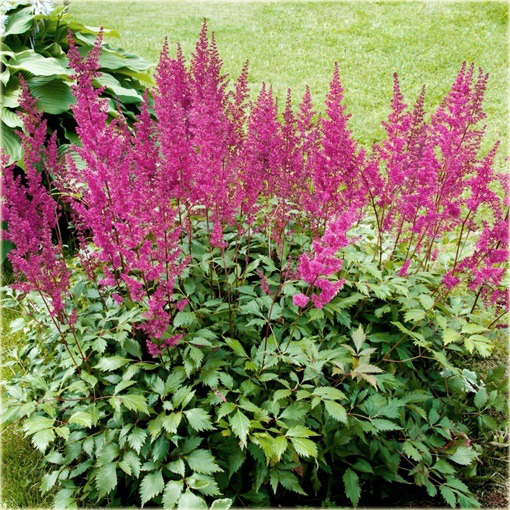 Tawułka Astilbe arendsii