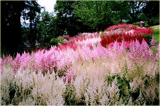 Tawułka Show Star Astilbe arendsii