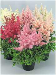Tawułka Show Star Astilbe arendsii
