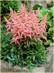Tawułka Astilbe arendsii