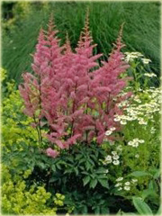 Tawułka pojedynczolistna Key West Astilbe simplicifolia