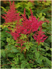 Tawułka Younique Carmine Astilbe arendsii