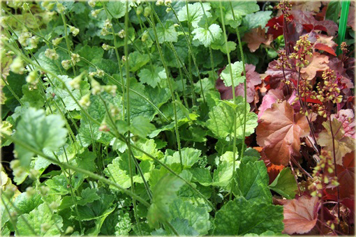 Telima wielkokwiatowa Tellima grandiflora