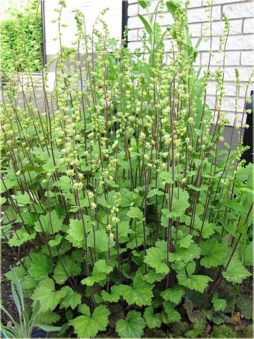 Telima wielkokwiatowa Tellima grandiflora