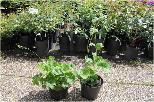 Telima wielkokwiatowa Tellima grandiflora