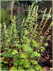 Telima wielkokwiatowa Tellima grandiflora