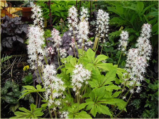 Tiarella Iron Butterfly Tiarella