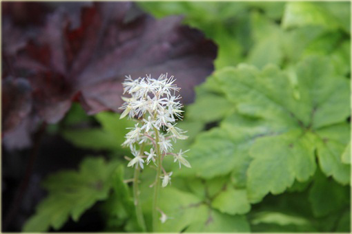 Tiarella Iron Butterfly Tiarella