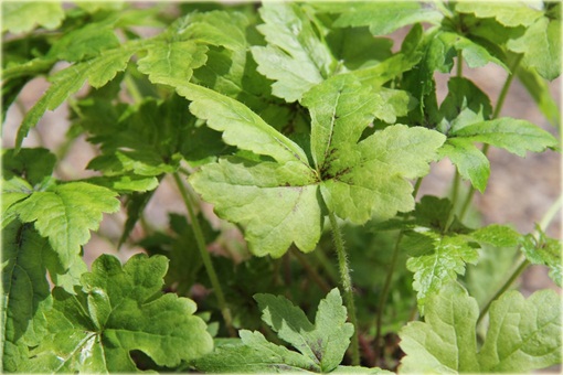 Tiarella Iron Butterfly Tiarella