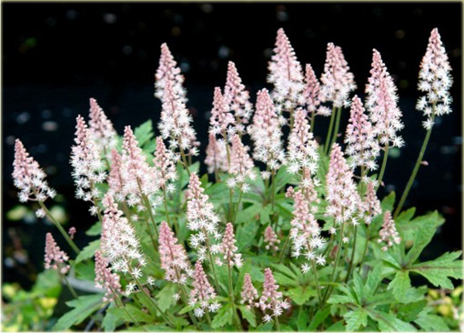 Tiarella Pink Skyrocket Tiarella