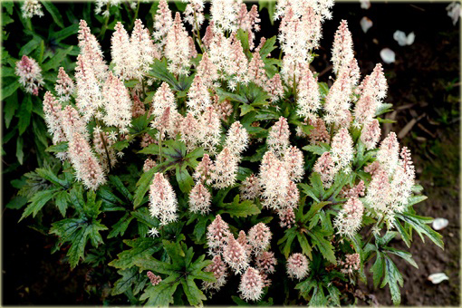 Tiarella Pink Skyrocket Tiarella