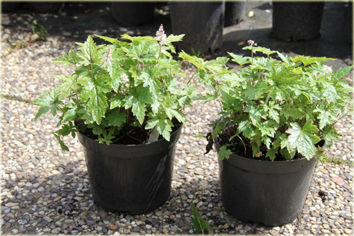 Tiarella Pink Skyrocket Tiarella