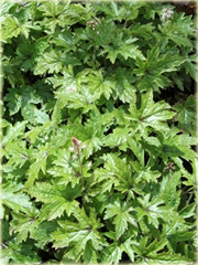 Tiarella Pink Skyrocket Tiarella