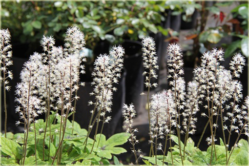 Tiarella Spring Symphony Tiarella