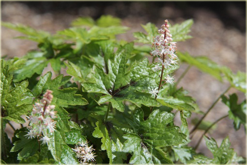 Tiarella Spring Symphony Tiarella