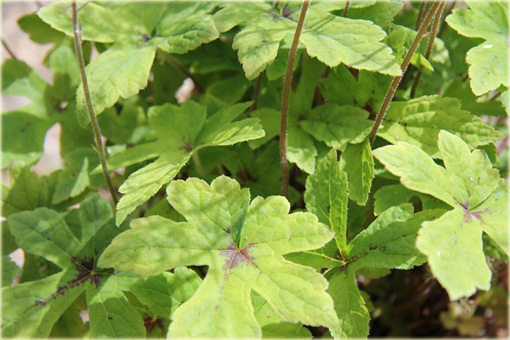 Tiarella Spring Symphony Tiarella