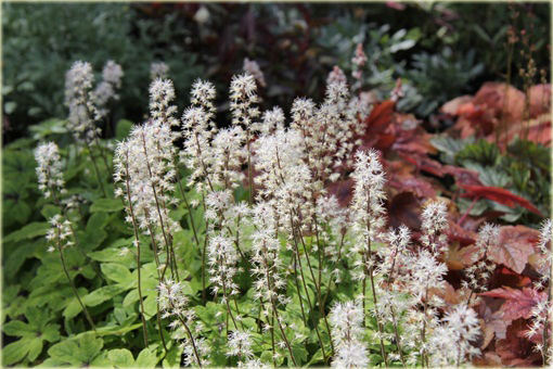Tiarella Spring Symphony Tiarella