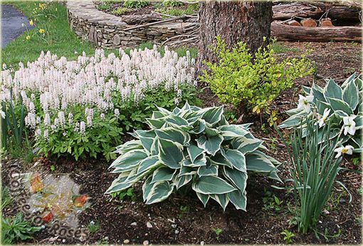 Tiarella Spring Symphony Tiarella
